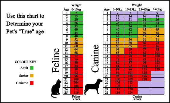 Ashley Creek Animal Clinic - Surveillance Screening