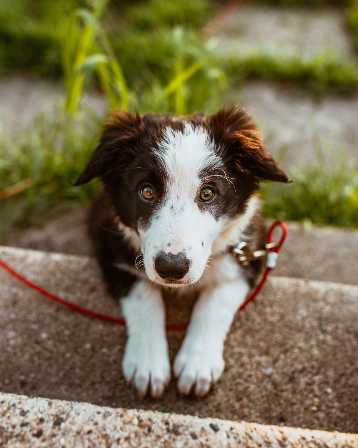 ashleycreekanimalclinic in Kalispell, Montana - Welcome to our site!