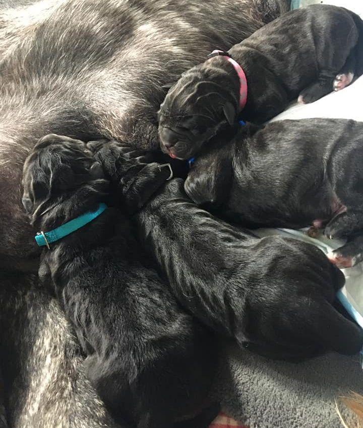Mastiff litter conceived (with ovulation timing and insemination) and delivered via c-section at Ashley Creek
