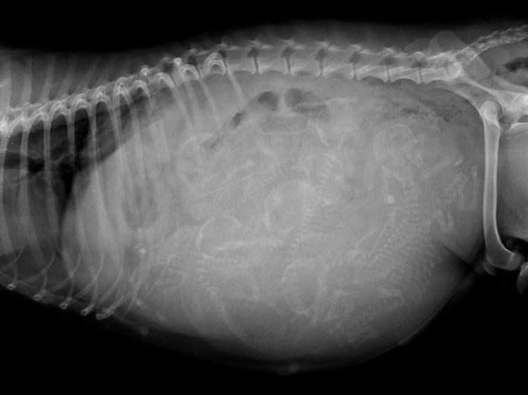 Puppy Count Radiograph