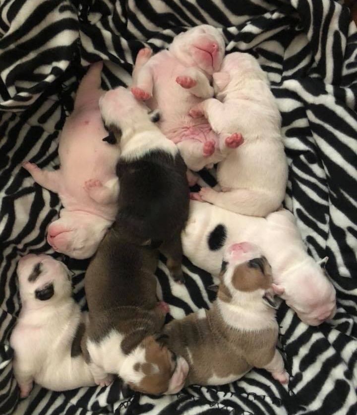 English Bulldog litter conceived (with ovulation timing and insemination) and delivered via c-section at Ashley Creek